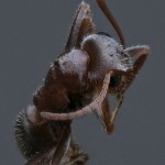 house ant