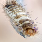 carpe beetle larva
