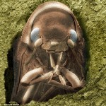 wood furniture beetle